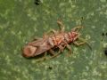 Thaumastocoris peregrinus